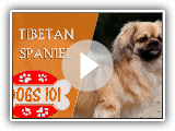 Dogs 101 - Tibetan Spaniel - Top Dog Facts About the Tibetan Spaniel